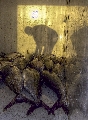 ../foto/ridottexsito/108_59_The human shadow on the sea.jpg